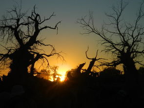 鋼筋鐵骨胡楊林，五江涵養林炎章——讀蔡照波《江之念》藝評有感
