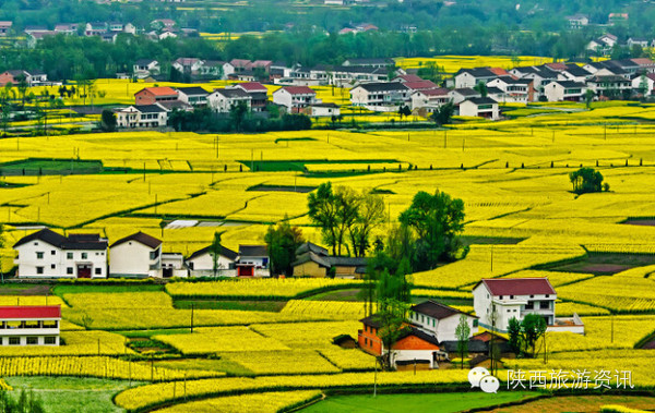 江之念·花海情——2016中國最美油菜花海漢中旅游文化節盛大開幕側記